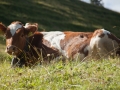 La_Gruyere-39-1.jpg