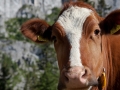 La_Gruyere-46.jpg