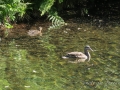 09072020-Balcon Nord Chx-2.jpg