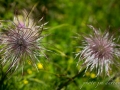Autour de la Wandfluh-51.jpg