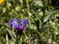 Autour de la Wandfluh-96.jpg