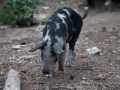 Corse 2015-188.jpg