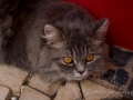 Lumie_res du Portugal-93.jpg