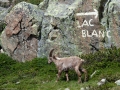 Lac_Blanc-12.jpg