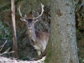 Parc Merlet 2013--47.jpg