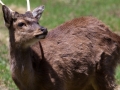 Parc Merlet 2013--59.jpg