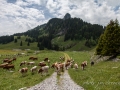 Monte_e aux alpages-11.jpg