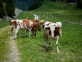 Monte_e aux alpages-18.jpg