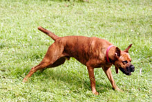 Une vie de chien!