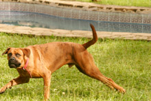 Une vie de chien!