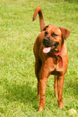Une vie de chien!
