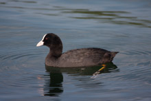 Animaux de proximité