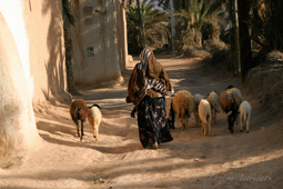 Tighmert Oasis